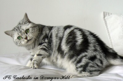 Silver Tabby IC Caelesta-My Soul