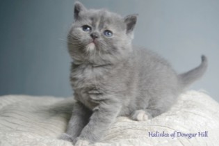 HALINKA