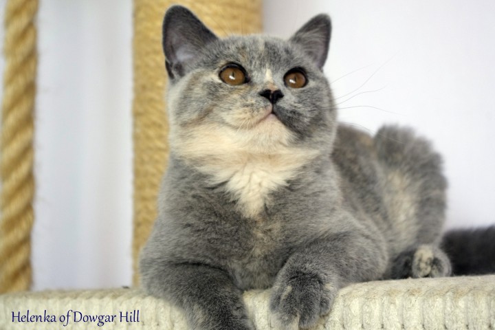 Helenka of Dowgar Hill