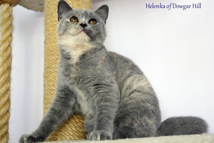 Helenka of Dowgar Hill