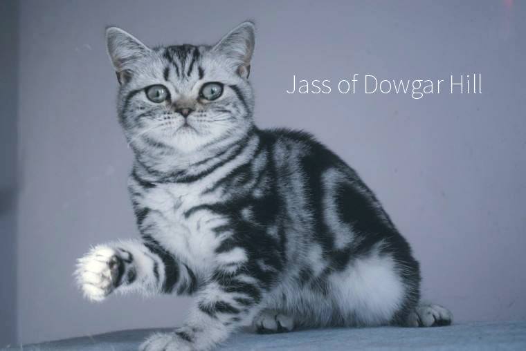 kot brytyjski silver tabby - Jass of Dowgar Hill