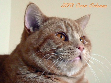GIC Oren Orleans