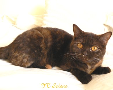 IC Selene